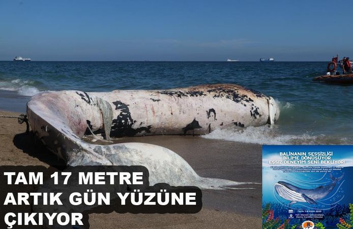 17 Metrelik Fin Balinası Topraktan Çıkarılıyor