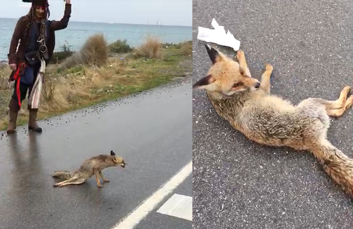 Doğada Yaralanan Tilkiye Şefkat Eli