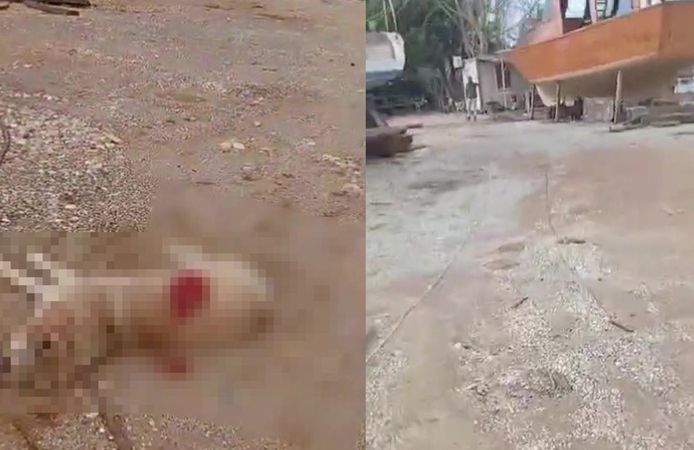 Köpeği av tüfeğiyle öldürdü, gözaltına alındı