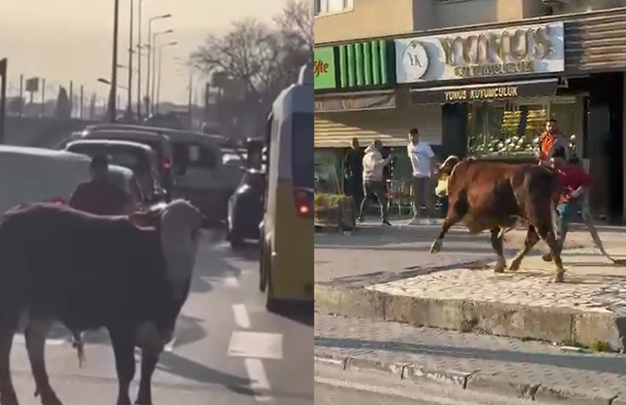 Çiftlikten kaçan boğa sürücülere zor anlar yaşattı