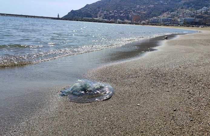 Balıkçıların ağlarına yüzlerce dev denizanası takıldı