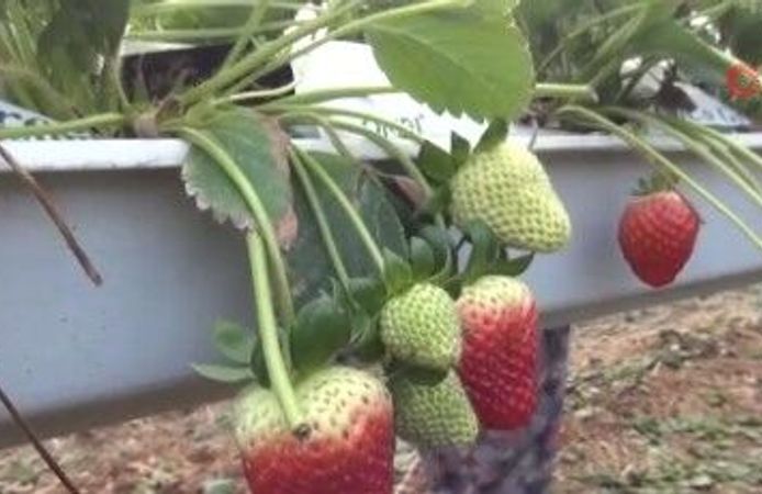 Çileğin kilogramı 160 liradan alıcısını buluyor