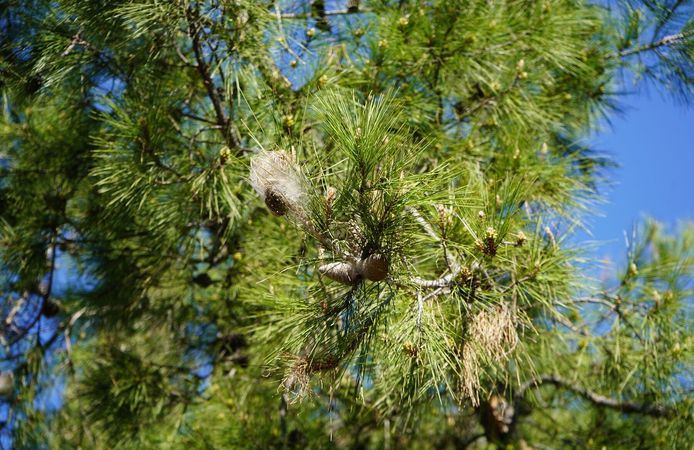 Ormanların düşmanı çam kese tırtılı uyarısı