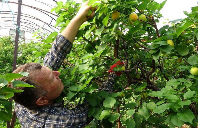 Mersin'de kayısı hasadı başladı