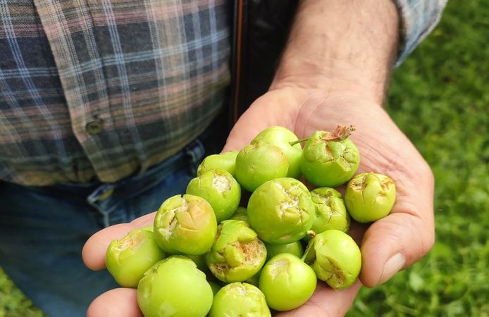 Dolu yağışı sonrası hasar tespit çalışması