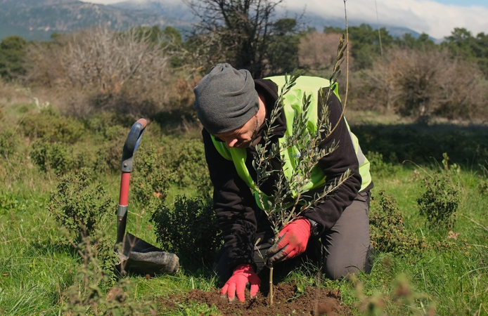 Ağaç Adam'ın büyük hedefi: 1 milyon zeytin fidanı toprakla buluşacak