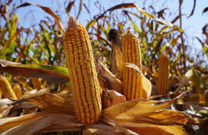 Yüreğir Ziraat Odası Başkanı Doğan: "Mısırda yerli üretim için destek şart”