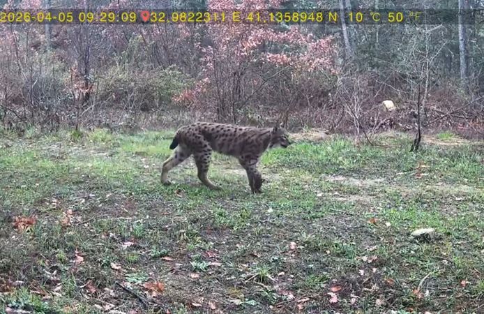 Yaban hayatı fotokapana yansıdı