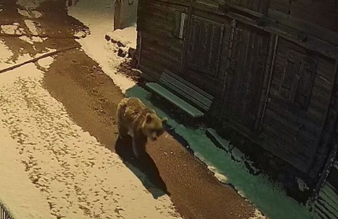 Yayla evlerini ayılar bastı, ortalık savaş alanına döndü