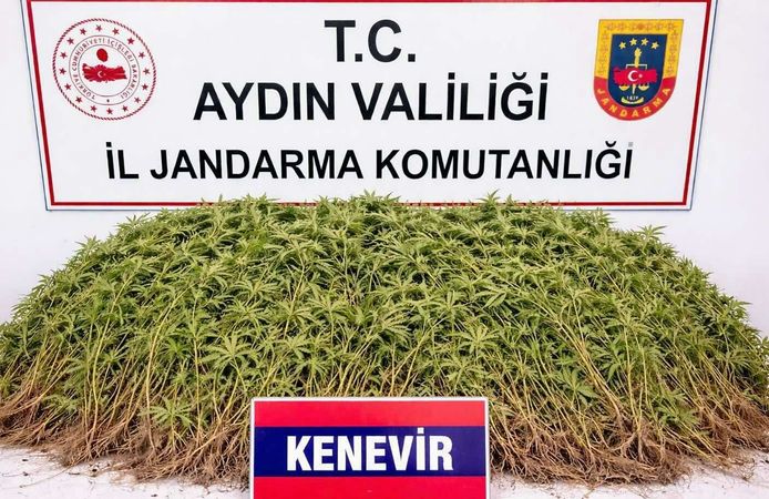 Zeytin bahçesindeki sera içerisinde 208 kök Hint keneviri ele geçirildi