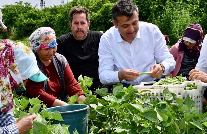 Bin dönüm arazide fasulye hasadı başladı