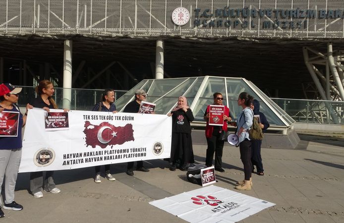 Güvercin ölümlerini durdurmak için sonar sistemi kurulacak