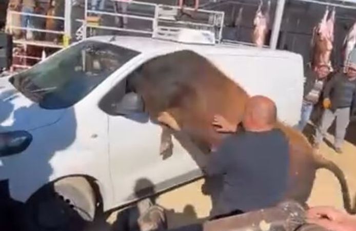 Kaçan boğa minibüsün camından içeri girmeye çalıştı