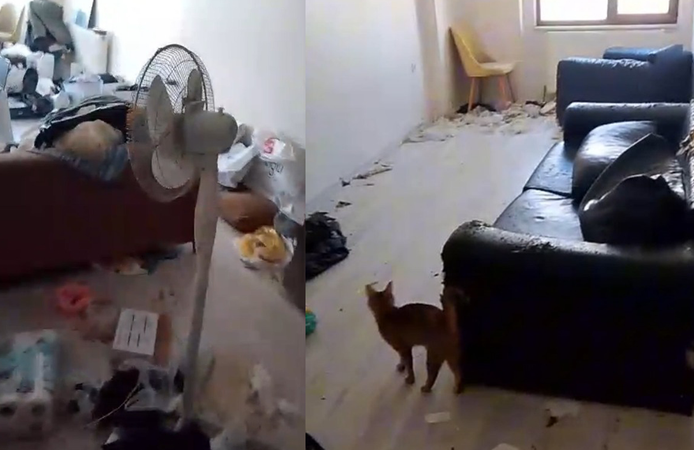 Savcılık kararıyla girilen çöp evdeki 6 kedi koruma altına alındı