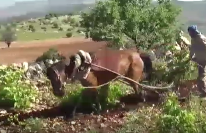 100 yıllık Dik yamaçlarda atlı çift gelenek