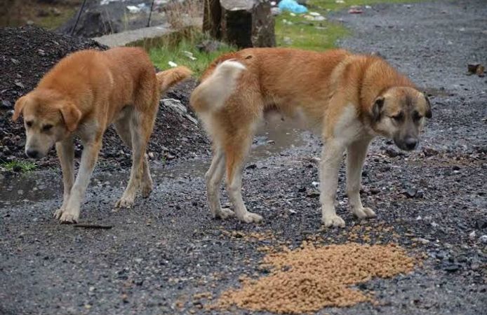 “Sokak köpekleri toplanmalı, sahiplerine ağır sorumluluk verilmeli”