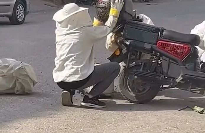 Kraliçe arının peşinden motosiklete oğul aldılar