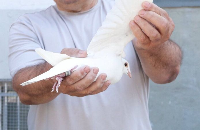 Posta güvercini geleneği yarışlarla yaşatılıyor