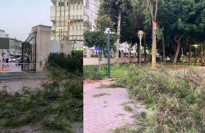 Tarsus Kültür Park'ta fırtına ağacı devirdi