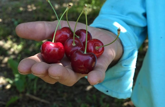 Kirazda rekor hasat, fiyatlar üreticiyi memnun etmedi