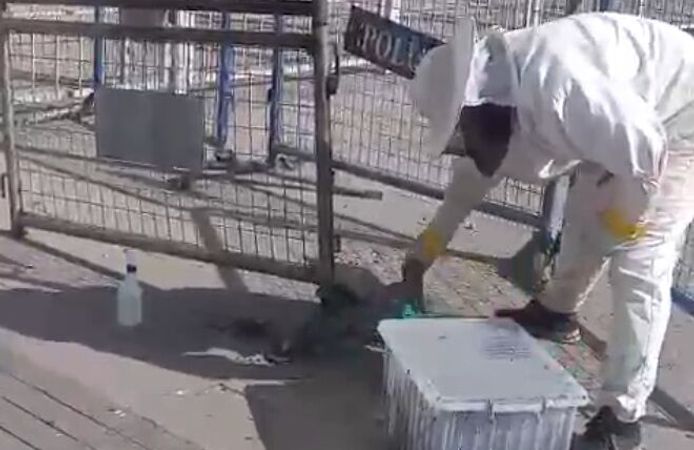 Maç öncesi stadyum çevresinde arı paniği