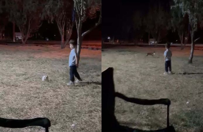 Tilki, topu alıp kaçtı; o anlar kamerada