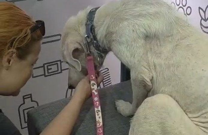 Köpeğe, kendisini kurtarıp sahiplenen avukatın adı verildi