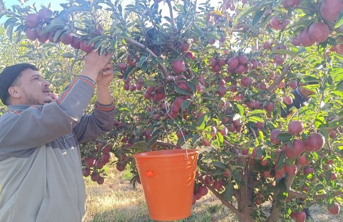 Misket elması hem iç piyasaya hem ihracata gidiyor