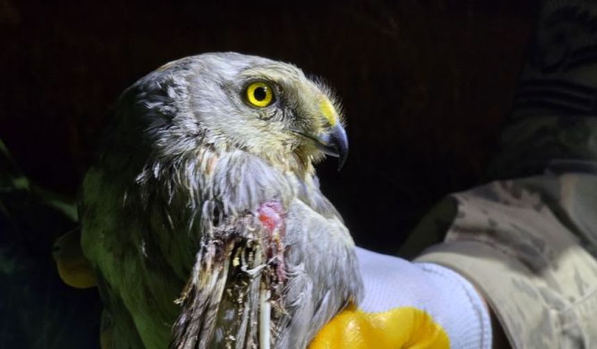 Hatayda nesli tehlike altındaki bozkır delicesi yaralı halde bulundu