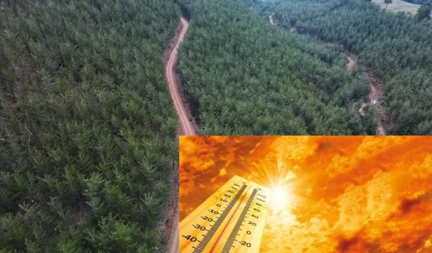 Yüksek Sıcaklıklar Ormanları Tehdit Ediyor