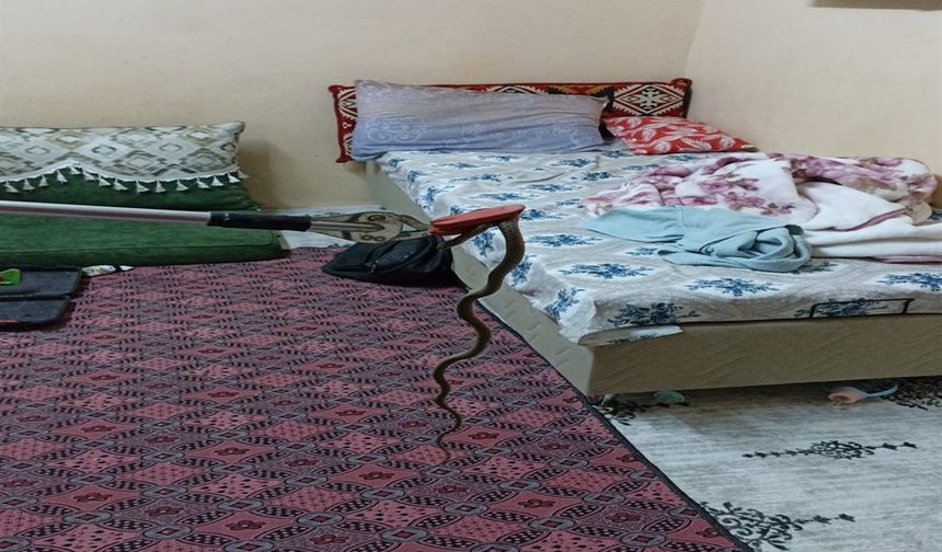 Tarsus’ta Eve Giren Yılan Yakalanıp Doğaya Bırakıldı