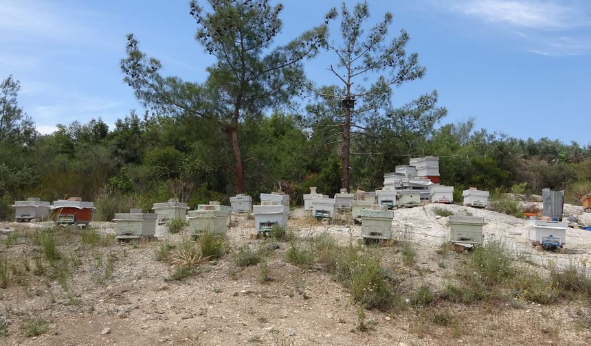 Mersin’de Arılığa İzinsiz Girip, Kovanları Tahrip Ettiler