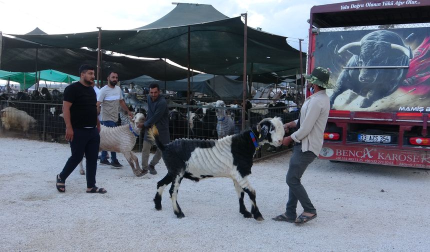 Mersin’de Bayram Öncesi Kurban Pazarı Canlandı