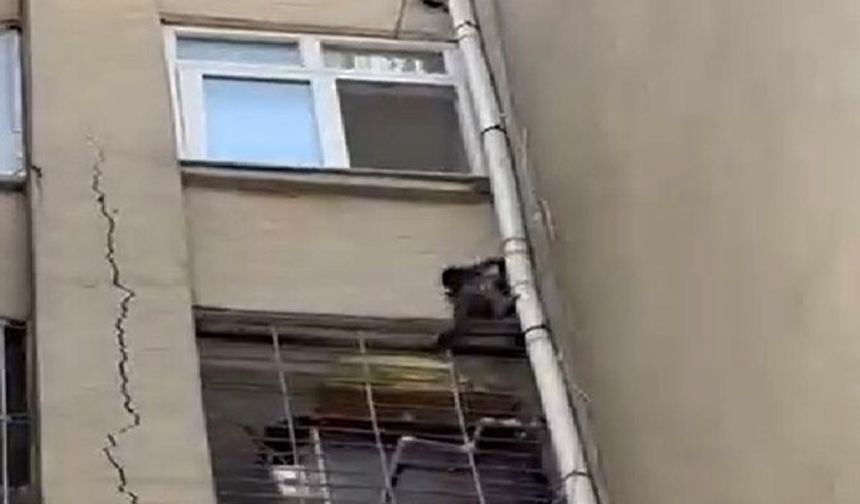 Tarsus’ta Firari Maymun Mahalleliyi Şaşkına Çevirdi