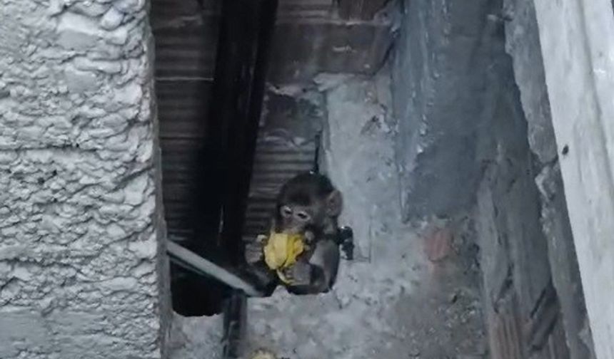 Tarsus'ta Firari Maymun Her Evi Geziyor