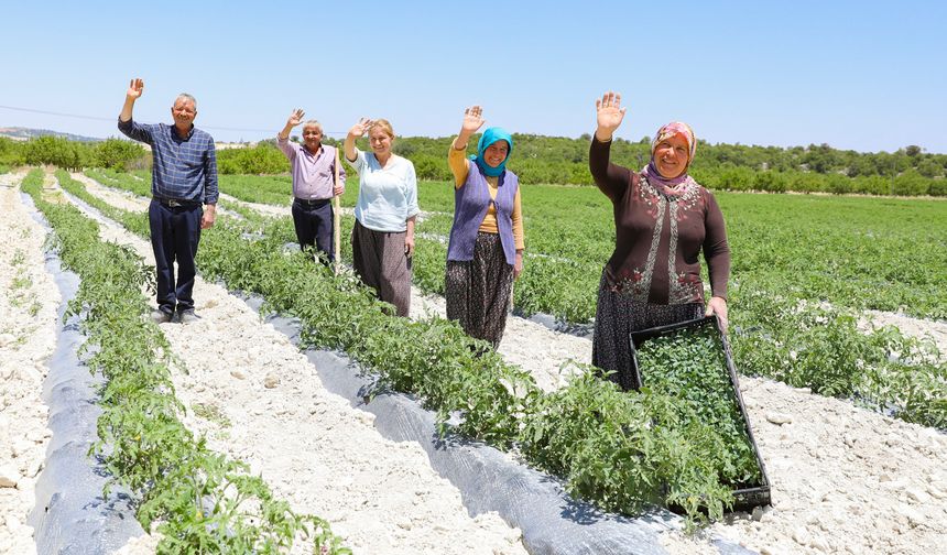 Sanayi Tipi Domates Fideleri Çiftçiye Can Suyu Oldu
