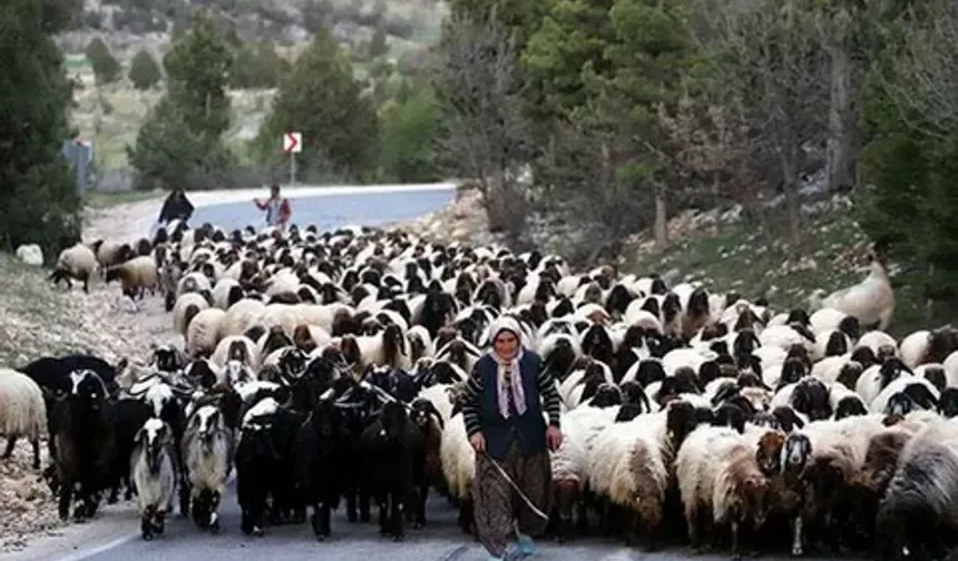 Bin Yıllık Geleneğin İzinde: Mersin’de Yörük Yaşamı
