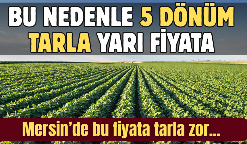 Mersin'de yarı fiyata 5 dönüm tarla: İlk başvuranlar alacak