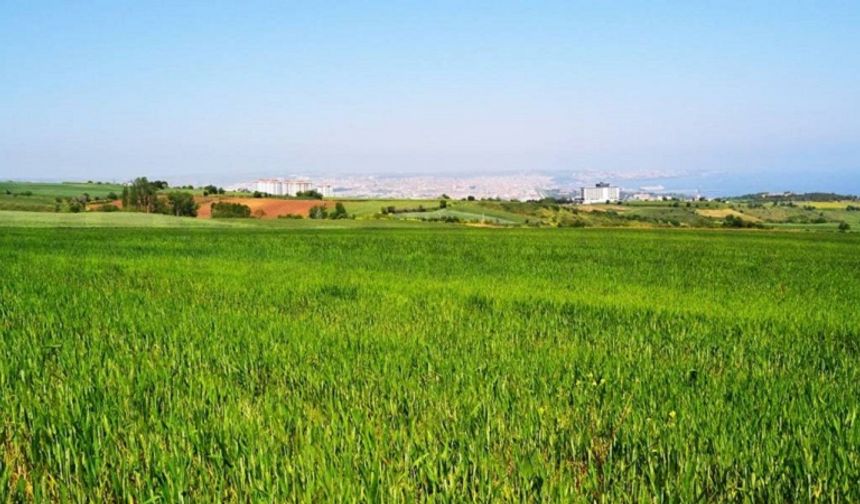 Mersin'de kısa sürecek şans: Mahkeme 3 dönüm tarlayı bu rakama satacak