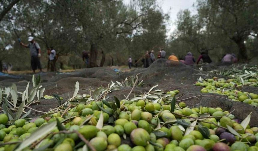 Mersin’deki Zeytinlik Katliamına Ekmen'den Sert Tepki
