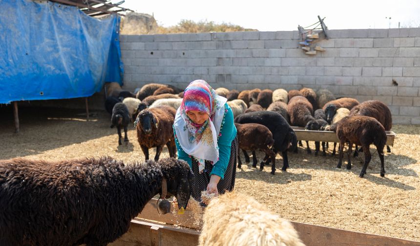 Mersin’de Kırsal Kalkınma: 300 Yetiştiriciye Hayvan Desteği