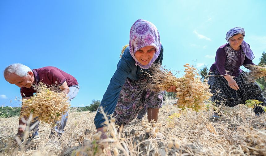 Mersin’in Gülnar İlçesinde Nohut Üretimi Canlanıyor