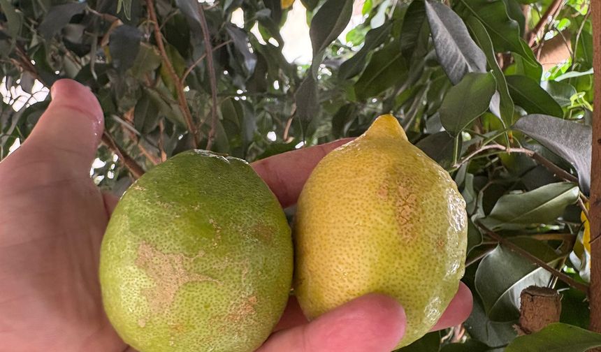 2 Ekmek Fiyatına 2 Çürük Limon