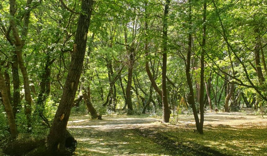 Mersin’in Yüzölçümünün Yüzde 53’ü Ormanlarla Kaplı