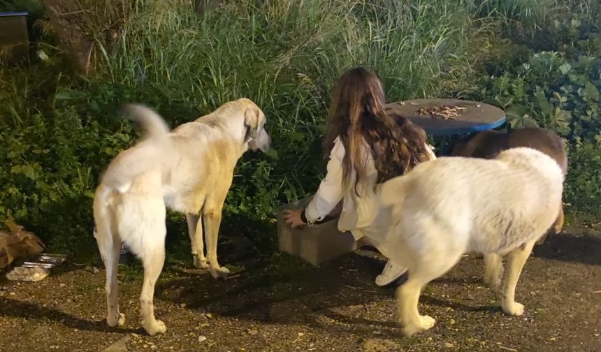 Mersin Patileri Derneği: “Hayvanları Korumak Bir Gün Değil, Vicdan Meselesi”