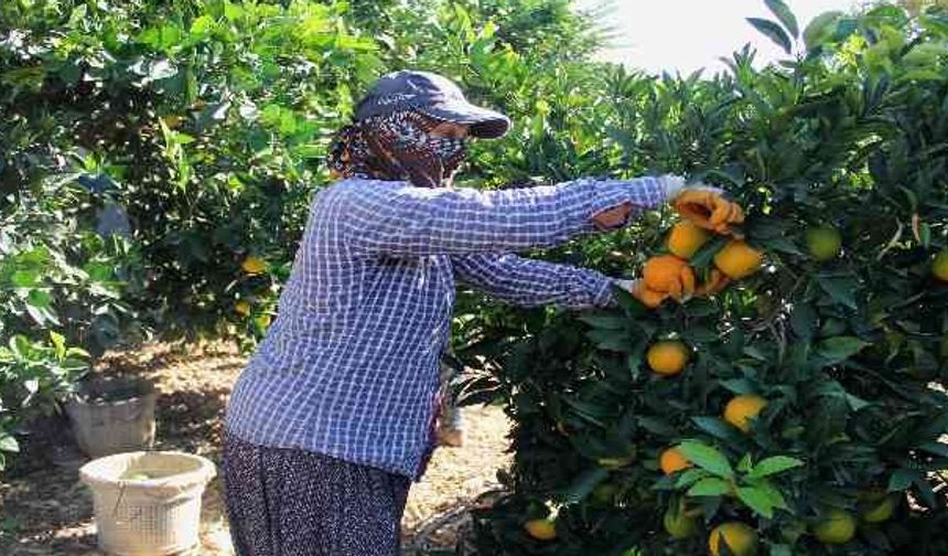 Mersin’in Narenciye Bahçelerinden Çarpıcı Gerçek