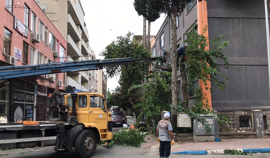 Akdeniz’de Sonbahar Mesaisi: Kaldırımlar Temiz, Dallar Budandı