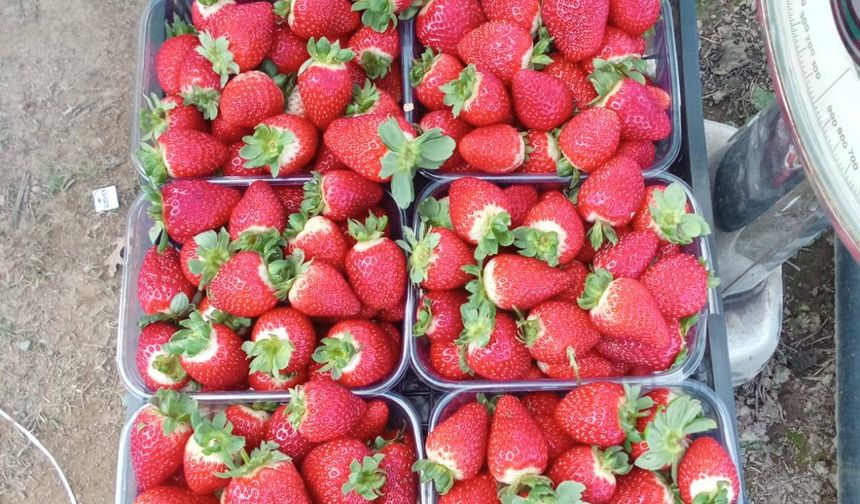 Anamur Üreticisinden Acil Çağrı: “Gümrük Artırılsın”