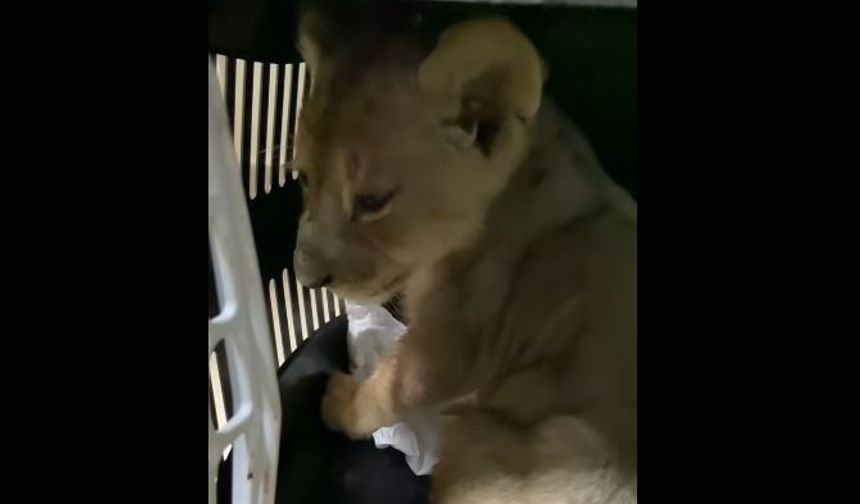 Yasa Dışı Yolla Getirilen Afrika Aslanı Bulundu