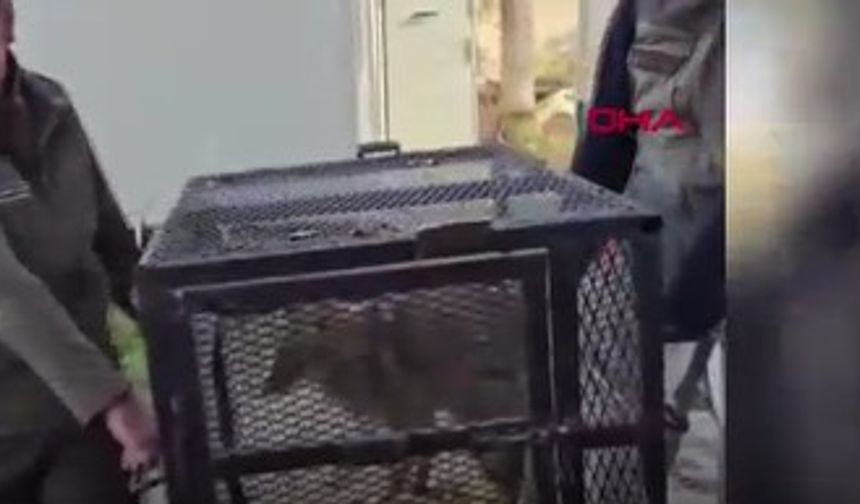 Su Kuyusunda Bitkin Bulunan Çakal Doğaya Geri Bırakıldı
